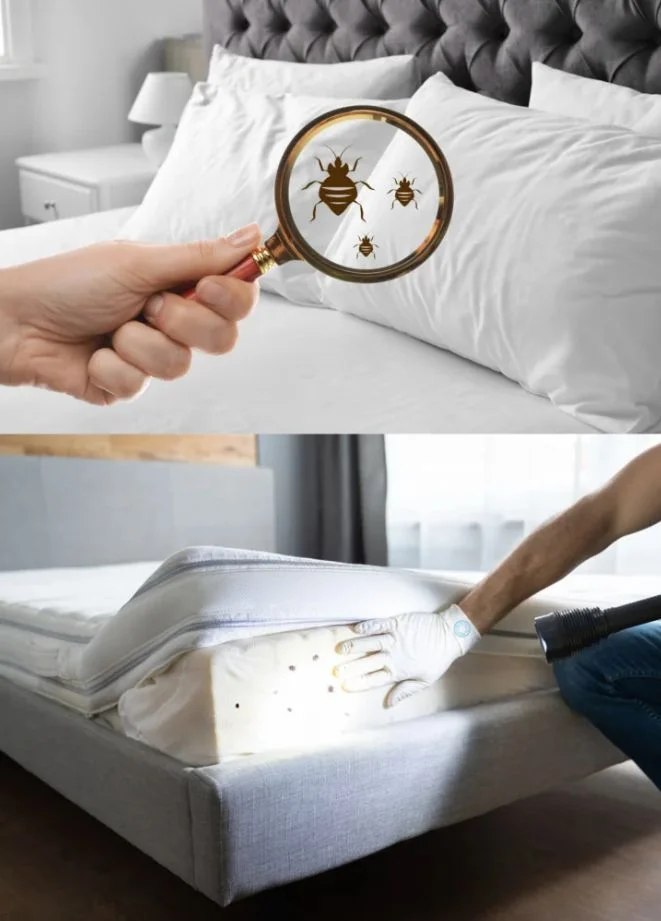 bed bugs problem